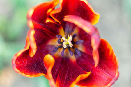 Colorful tulips fresh flowers at a blurry soft focus background close up bokeh