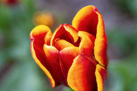 Colorful tulips fresh flowers at a blurry soft focus background close up bokeh