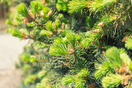 Opened bud of the spruce green tree with fresh needles nature background