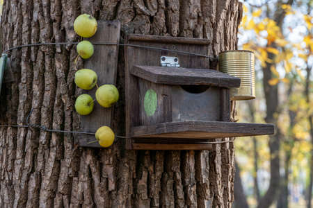 Bird and squirrel feeder hanging on a tree in the park
