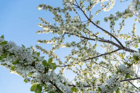 garden full of fruit trees with white flowers in springの写真素材