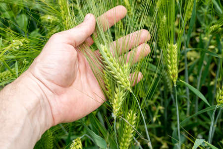 field of growing green barley with many spikelets in hand