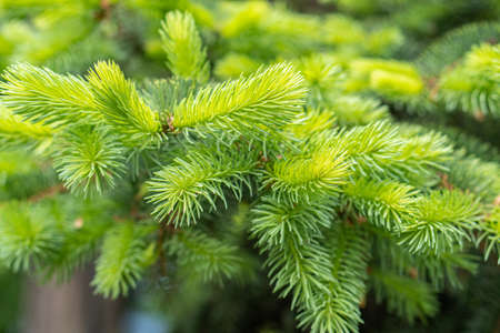 Young fluffy green spruce, pine branches, new sprouts background