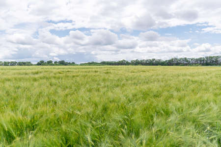 field of growing green barley with many spikelets. Scenic, rural, agrarian view