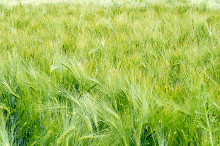 field of growing green barley with many spikelets close up