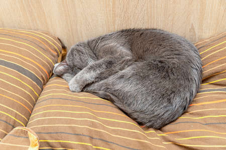 gray cat sleeping curled up on pillowsの写真素材
