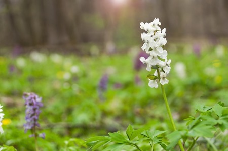 Close-up of flowers in the forest in a clearing.の写真素材