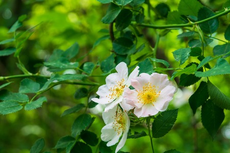 Three summer Pink rosehip flowers in garden on a background of green leaves.の写真素材