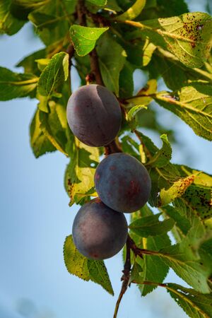 Several ripe plums on green tree branches, just before harvesting.の写真素材