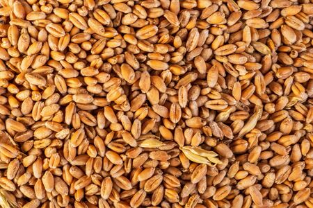 Processed organic wheat grains after harvesting as agriculturalの写真素材