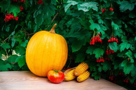 Pumpkin, tomato and corn on the table along with branch of viburnum, after harvesting.の写真素材