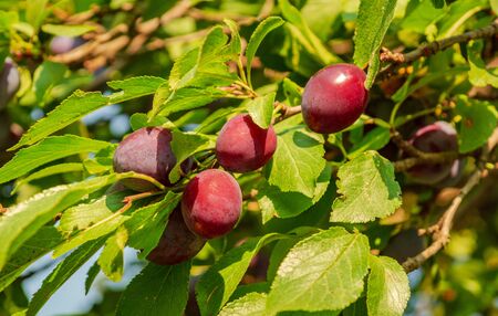 Several ripe plums on green tree branches just before harvesting.の写真素材