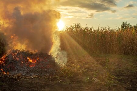 Fire in the garden, weeds are burned after harvesting. View of nature and sunset.の写真素材