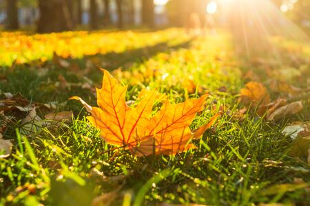 Yellow leaves on the grass in the autumn Park on a Sunny day, beautiful patternの写真素材