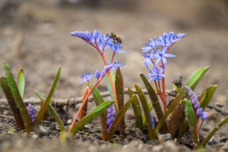 Flower bllue two-leaf squill, Alpine-squill or scilla bifolia in forest