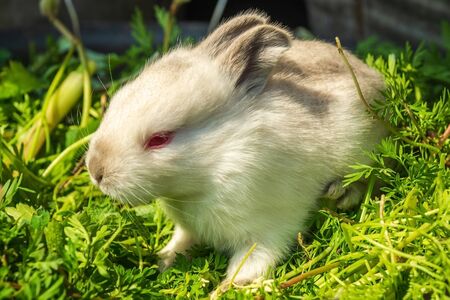 Little rabbit of light color on background of green grass