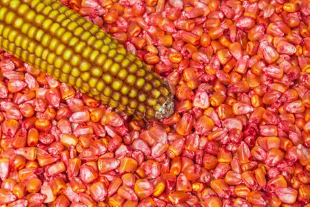 Red corn seeds processed for planting and fetus for example