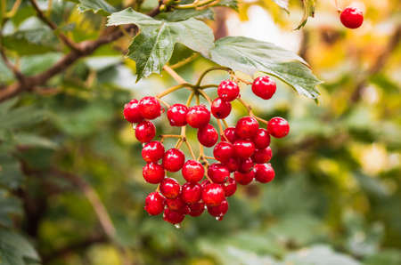 Red viburnum branch in the garden ripens on warm summer day before the autumn harvest