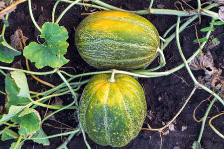 Two striped melons ripen in vegetable garden before the summer harvest