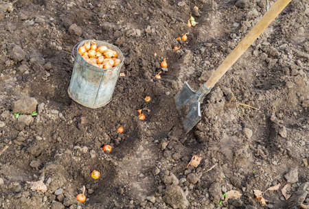 Planting a winter onions in the fall with shovel in the holes. Work in the garden
