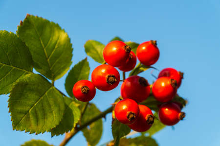 Ripe red rose hips on a branch against blue sky