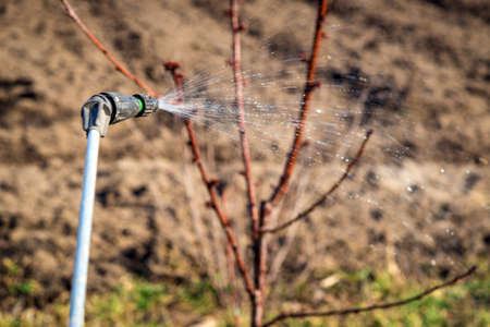 Spraying trees with pesticides in the spring, pest control or preventionの素材 [FY310166568405]