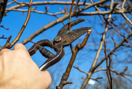 Garden work of spring. Farmer hand prunes and cuts branches of a tree in the garden with pruning...