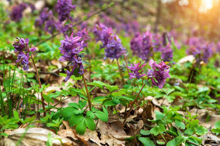 Corydalis solida purple flowers of hollowroot at wild usually blooms spring in parks and forests
