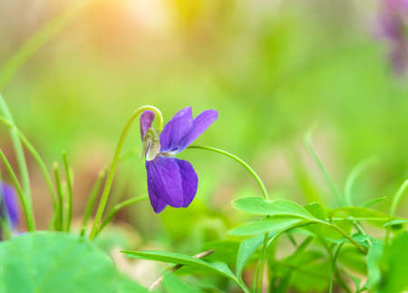 Purple violet among the green grass in the forest or park. Spring flowersの写真素材