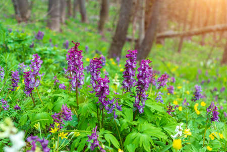 Corydalis solida purple flower of hollowroot at wild usually blooms spring in parks and forestsの写真素材