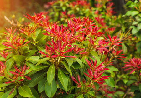 Fresh new bright red spring growth of Pieris japonica, also known as Flame of the Forest or Lilly of the Valley plantの写真素材