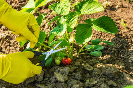 Hands in yellow gloves cut strawberry shoots with scissors in the garden. Summer care of a strawberry plantation for a big harvest.の写真素材