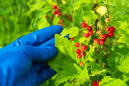 Farmer hand in a glove holding a branch of red currant. The agronomist checks the currants for diseases and pests. Garden care idea.の写真素材
