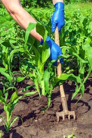 The farmer rakes the soil around the young corn. Close-up of the hands in gloves of an agronomist while tending a vegetable garden.の写真素材