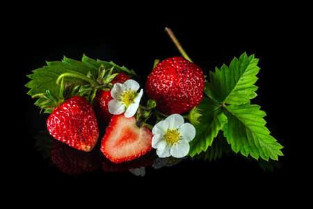 Ripe red strawberries with leaves and flowers on a black background. Summer sweet diet and healthy vitamin pack.の写真素材