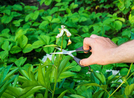 The gardener hands in blue gloves cut the dried flower buds with scissors. Summer flower care.の写真素材