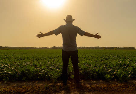 Senior farmer examines a field with growing beets at sunset. Raised hands are a symbol of a good...