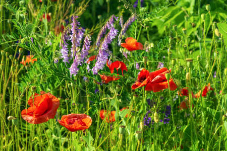 Wildflowers poppies in the grass. Summer blooming background.の写真素材