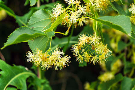 Linden blossom on the tree in summer. Medicinal plant for aromatic tea.