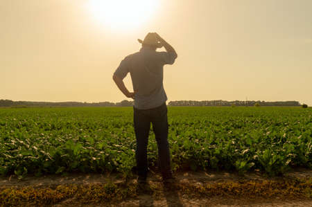 A senior farmer standing in a beet field examines the harvest at sunset on a sunny day. Plantation...