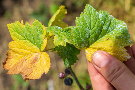 Currant bacterial diseases. Close-up of farmer hand while checking plant leaves. Garden care idea.の写真素材