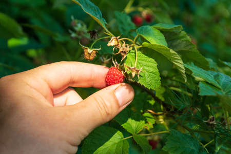 Harvesting raspberries. Farmer is hand collects organic raspberries in the garden.
