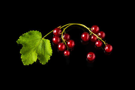 Red currant berries and leaves on a black background close-up. Vitamin-rich berries for a delicious...