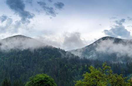 Mountain view after rain with steam from pine forest. Summer landscape