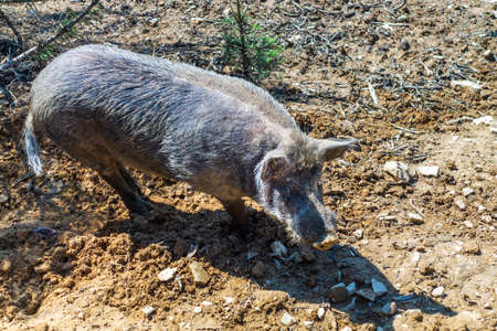 A large adult wild boar walks through the forest in search of food. Dangerous wild animalの写真素材