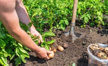 The farmer harvests potatoes in the garden. Close-up of the hands of an agronomist while working on the plantation. Harvesting idea.の写真素材