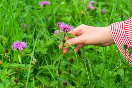 Collection and preparation of medicinal plants in summer. Girl hand touch the flower.の写真素材