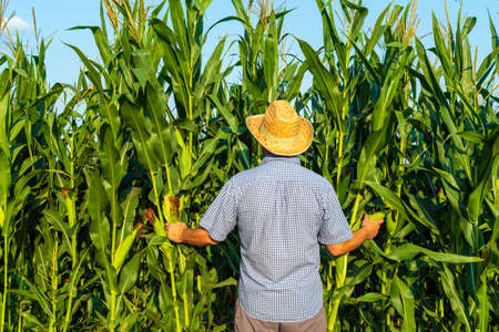 A farmer with a hat checks the harvest of tall corn. Rear view of an agronomist