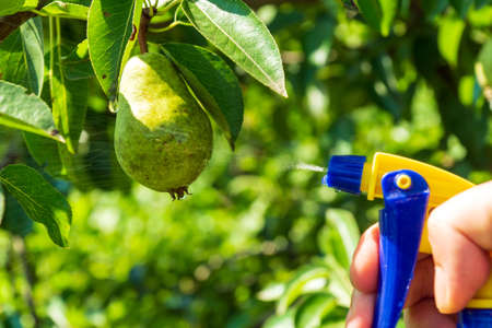 Summer garden maintenance. Spraying branches on trees. Treating pear fruits for diseases or pests