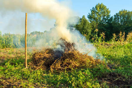 Fire in the garden, weeds are burning after harvest. Garden maintenance in late summer or autumnの写真素材